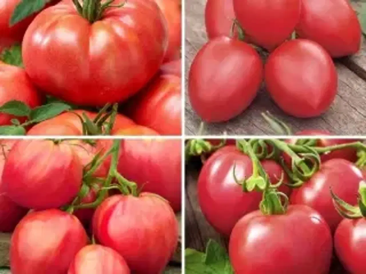 Billede 1 - Tomatplanter blandet sorter 