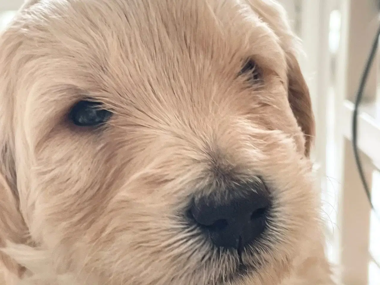 Billede 10 - Mini-labradoodle sælges