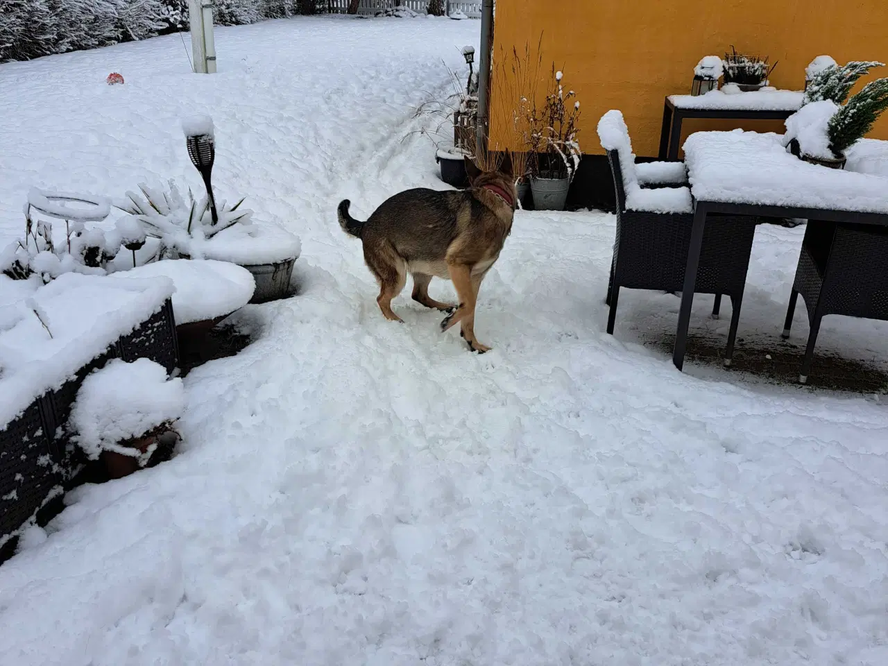 Billede 4 - Grå schæfer  tæve  til salg