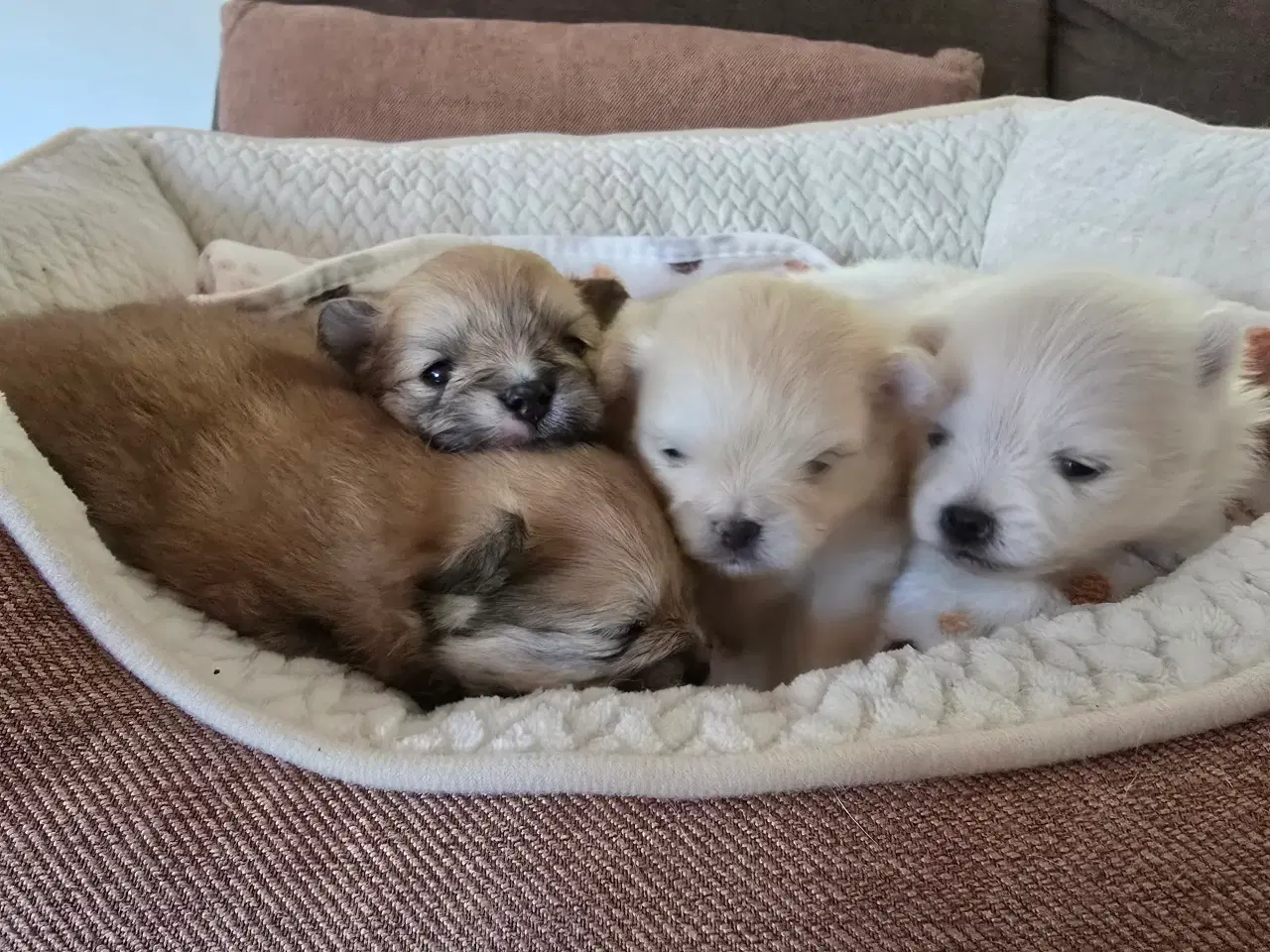 Billede 7 - Pomeranian hvalpe , 4 søde drenge. 