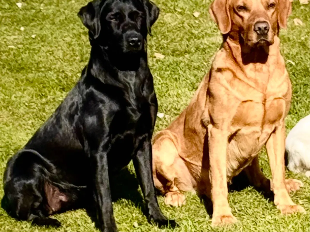 Billede 3 - Labrador 