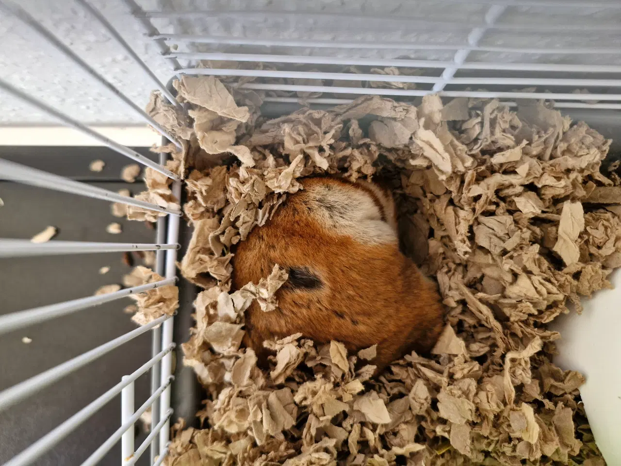 Billede 11 - Guldhamster ca 9 måneder gammel. Han hedder Martin