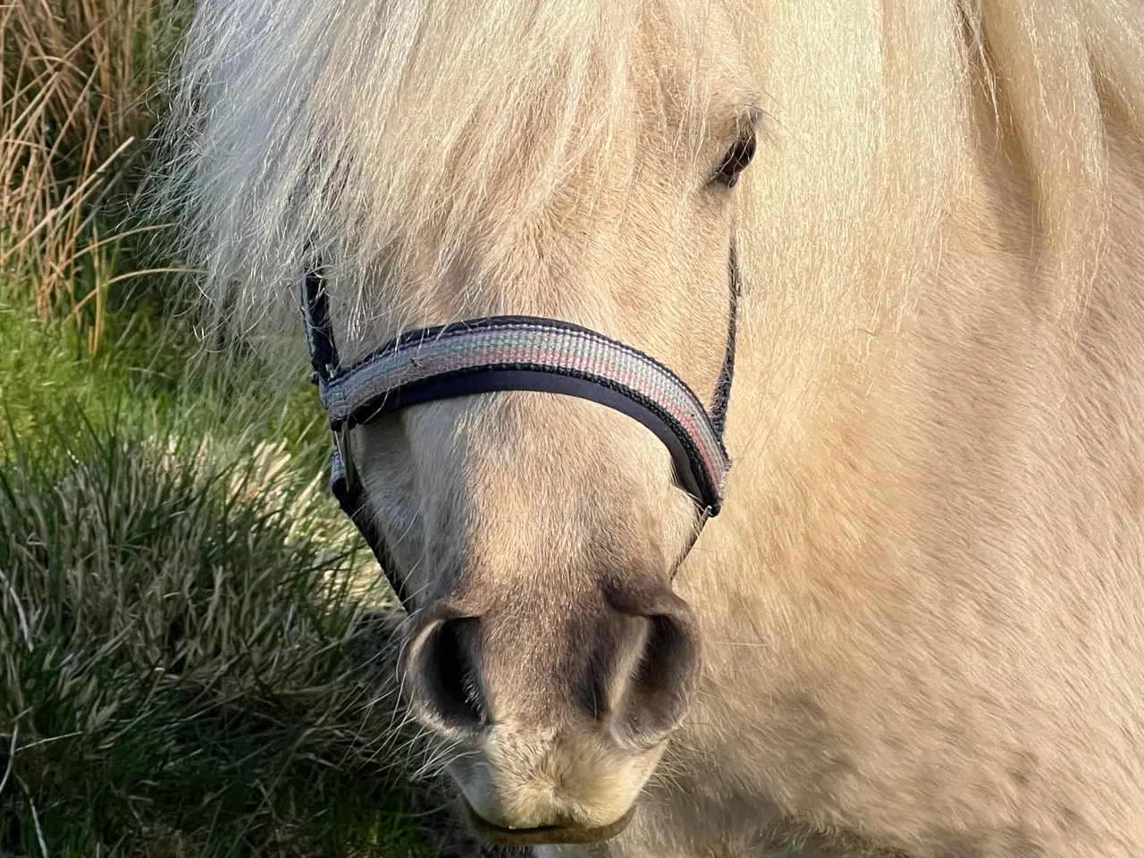 Billede 7 - Smuk Palomino Hoppe med føl 