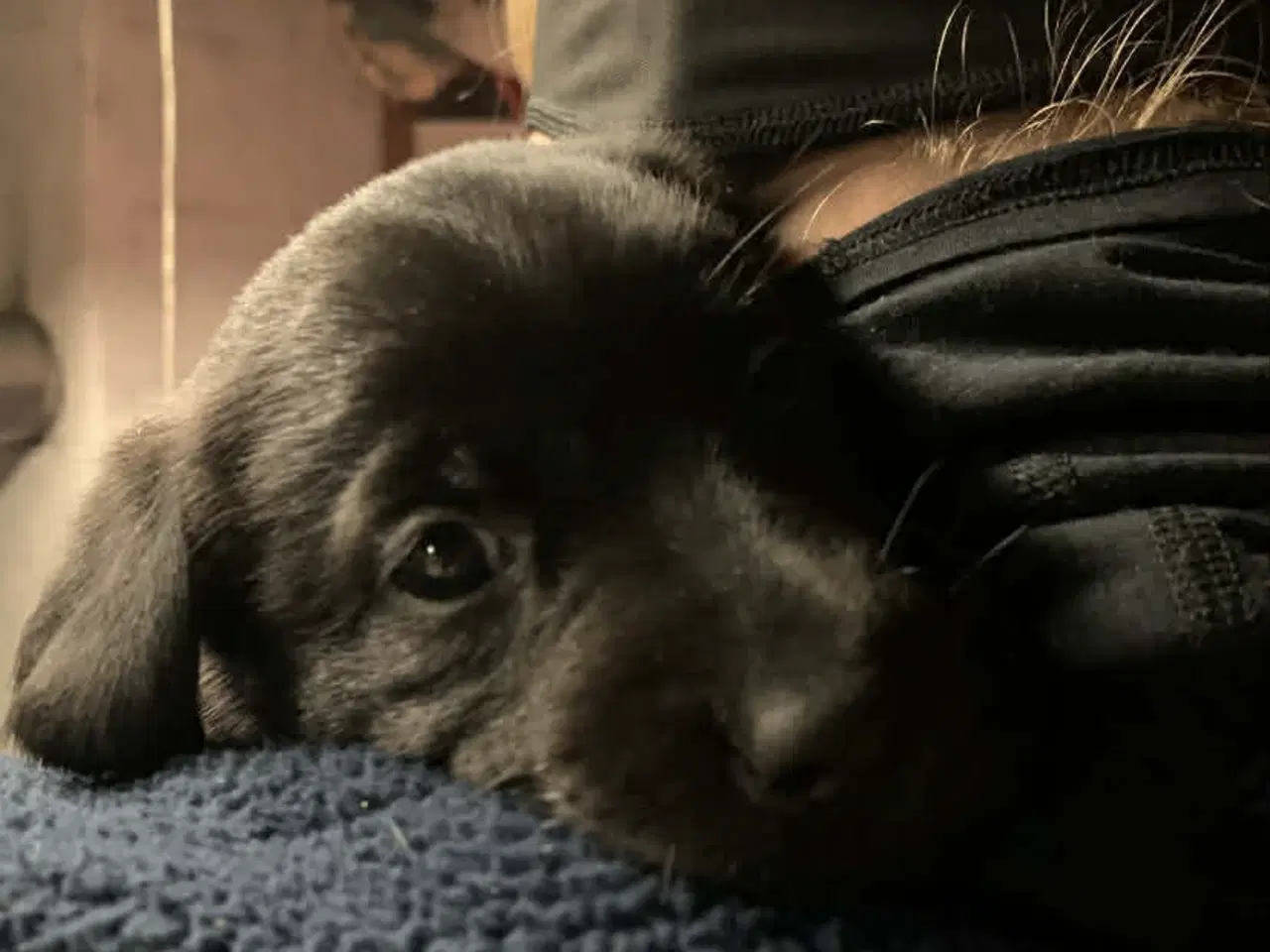 Billede 2 - 3 skønne han hunde 