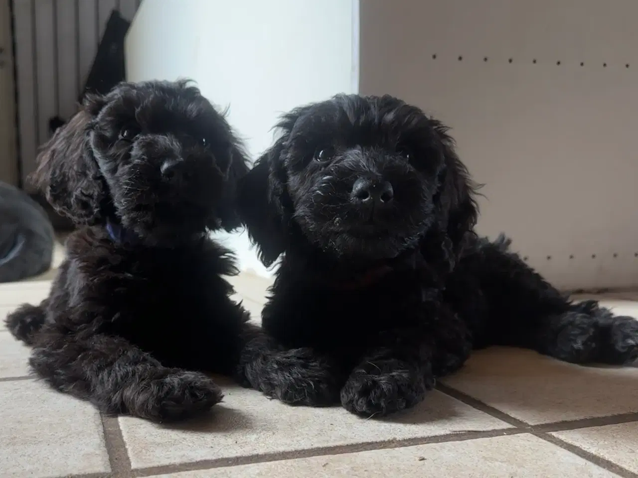Billede 10 - Cockapoo / Cockerpoo / Doodle