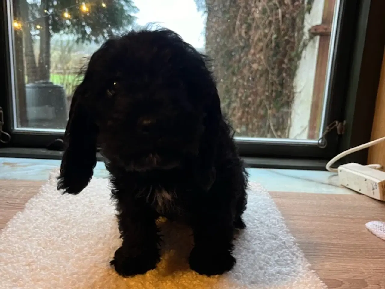 Billede 5 - Bigelier × puddel