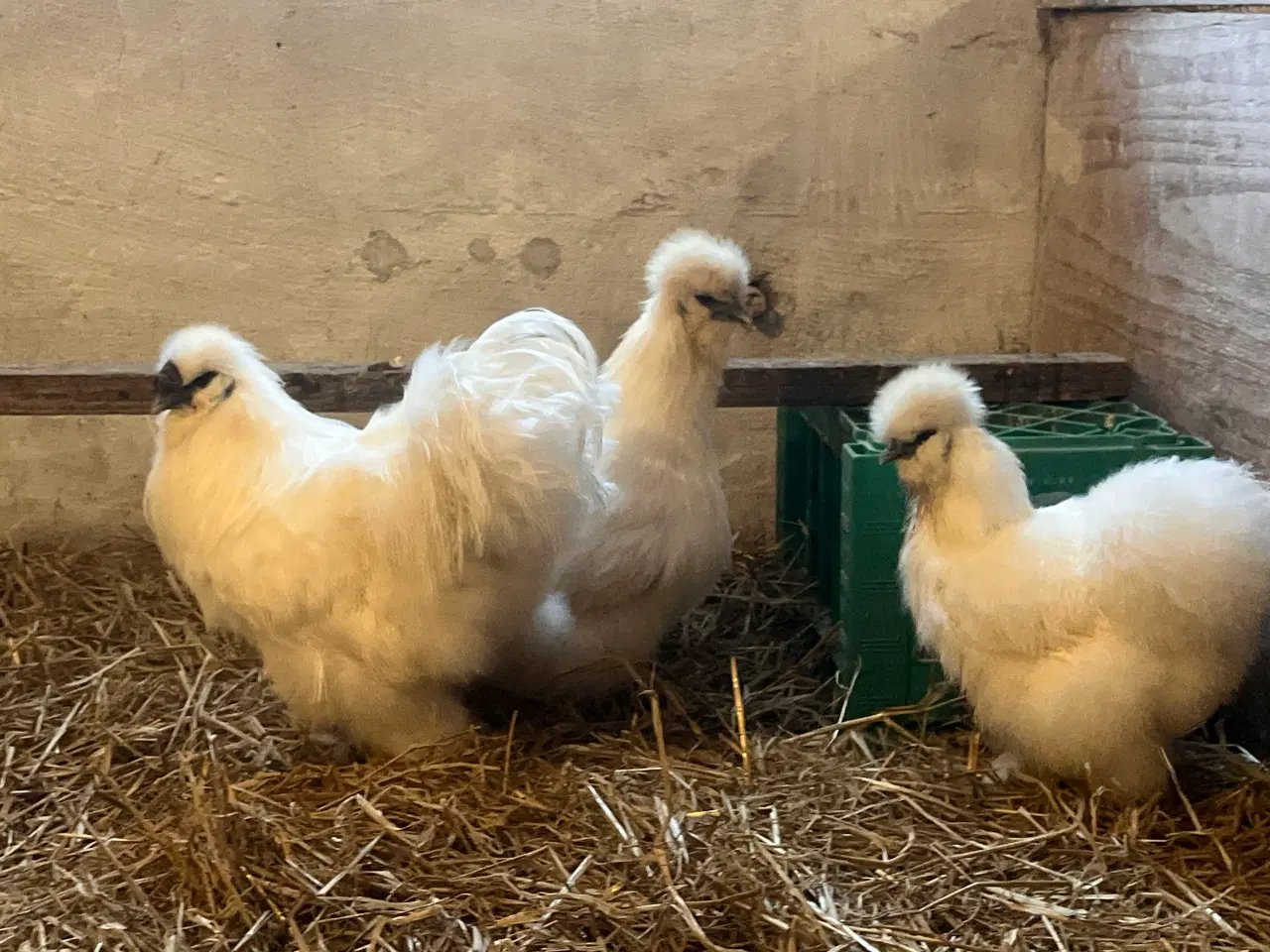 Billede 2 - Kyllinger Silkehøns kyllinger fra d.23.03