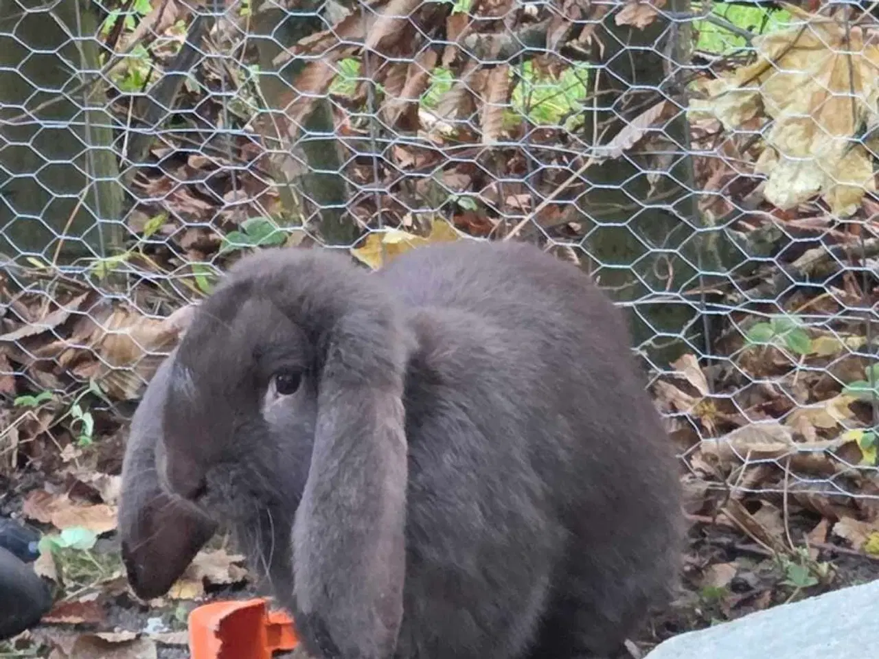 Billede 4 - Fransk vædder han