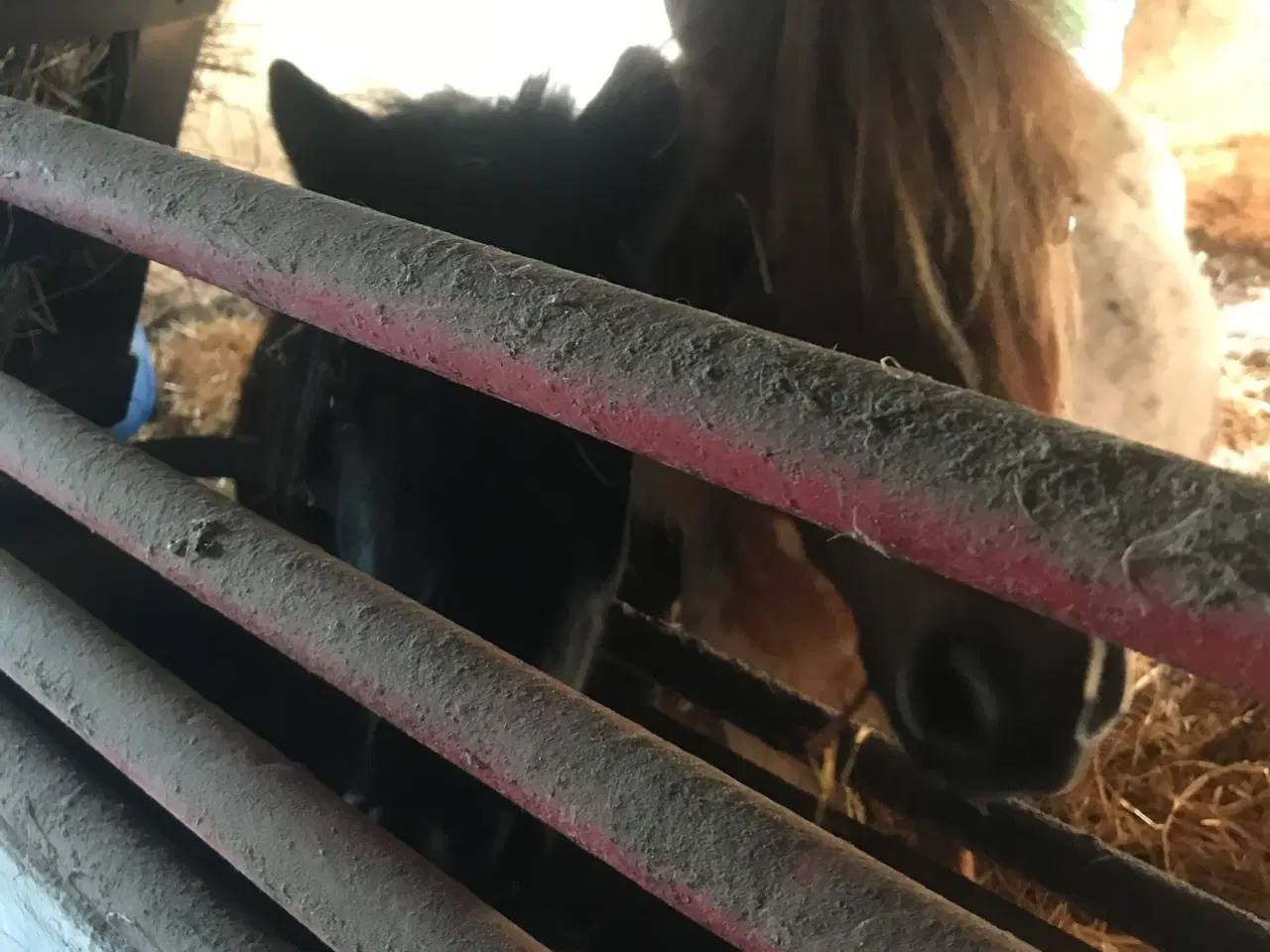 Billede 2 - Hoppe og hingst 
