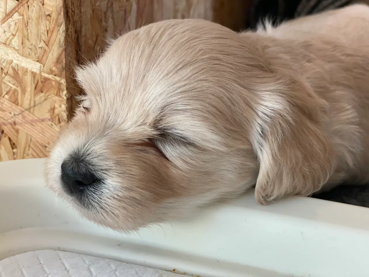 Billede 3 - Bomuldshunde - Havatons 