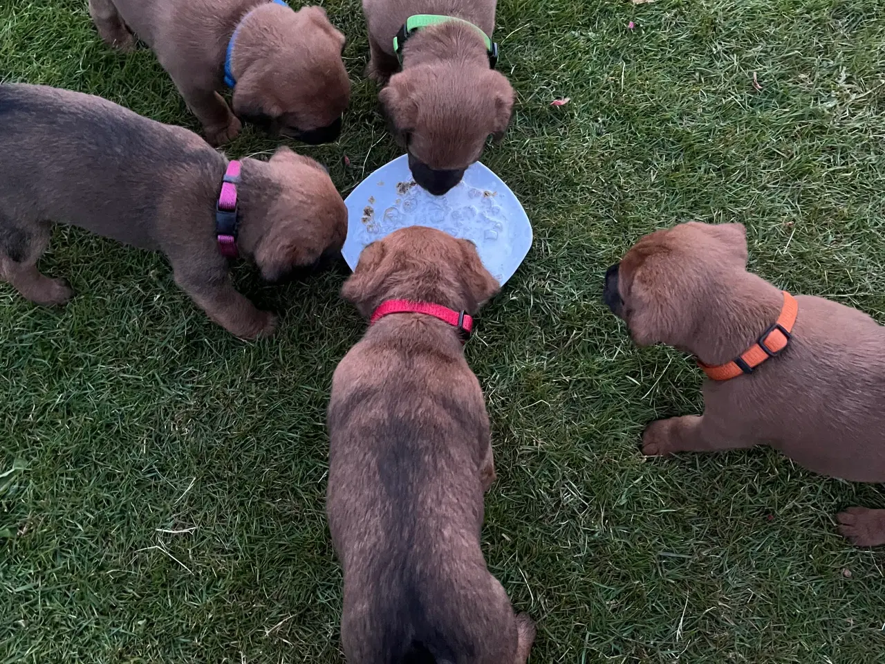 Billede 12 - Westfalen terrier kryds. 