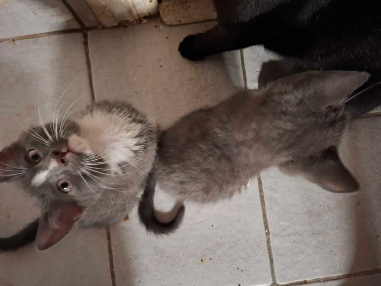 Billede 5 - Kattekillinger sælges