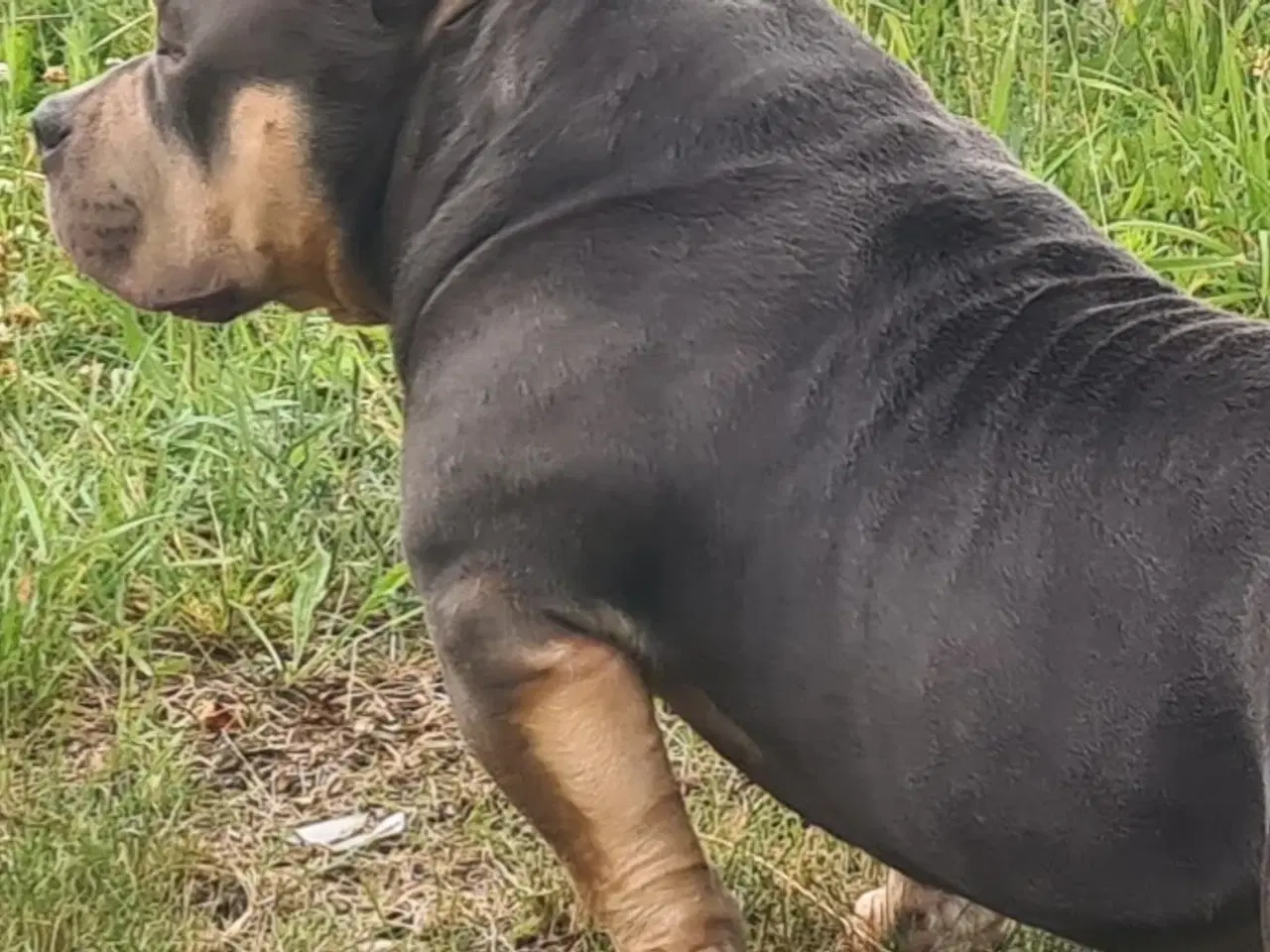 Billede 11 - American Bully Pocket Abkc 