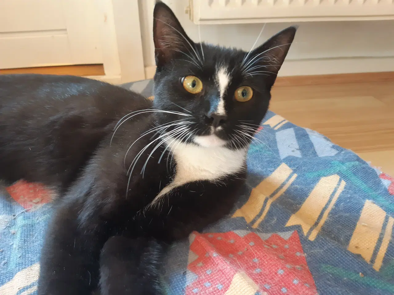 Billede 1 - Hunkat