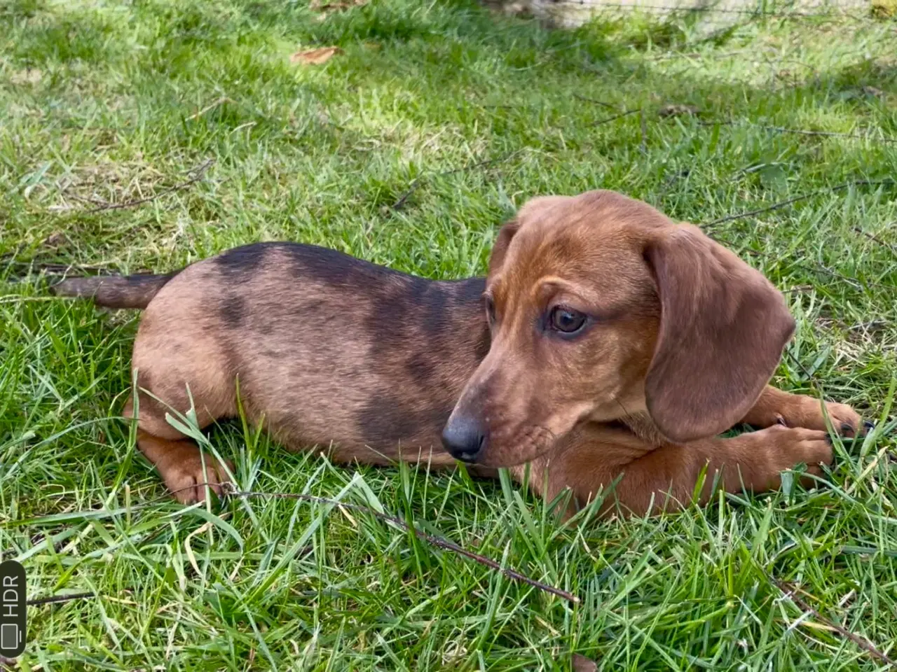 Billede 3 - Gravhund Hvalp merle 