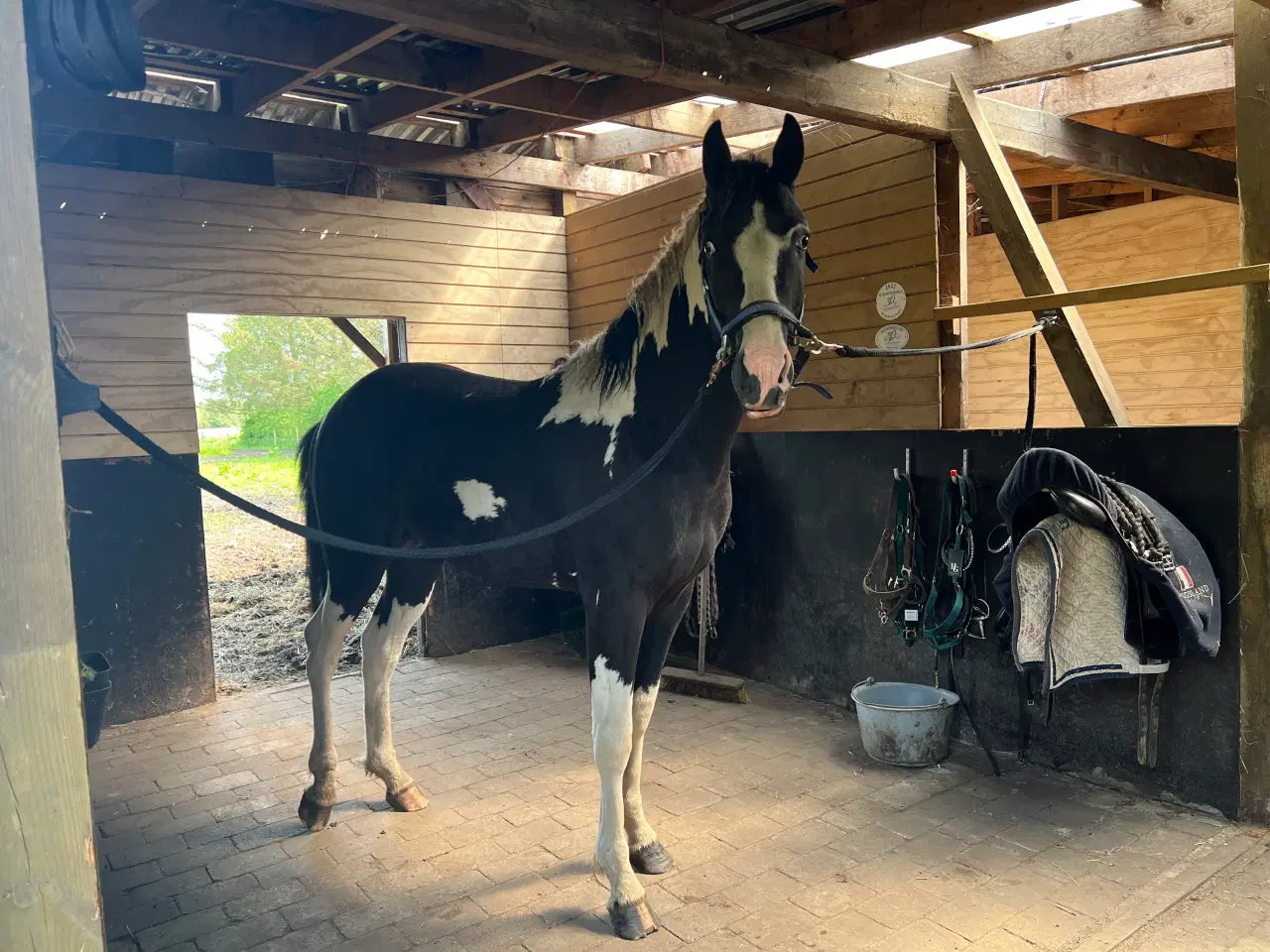 Billede 2 - American curly hingst