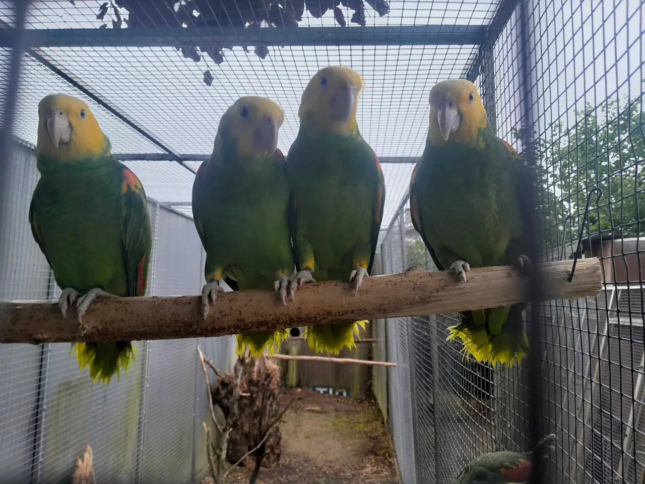 Billede 4 - Amazonas magna og oratrix