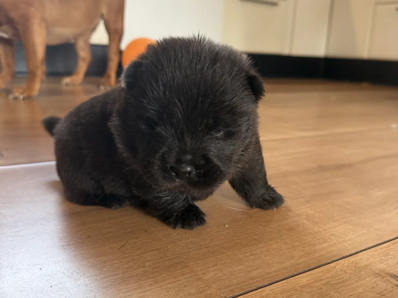 Billede 13 - Chow chow