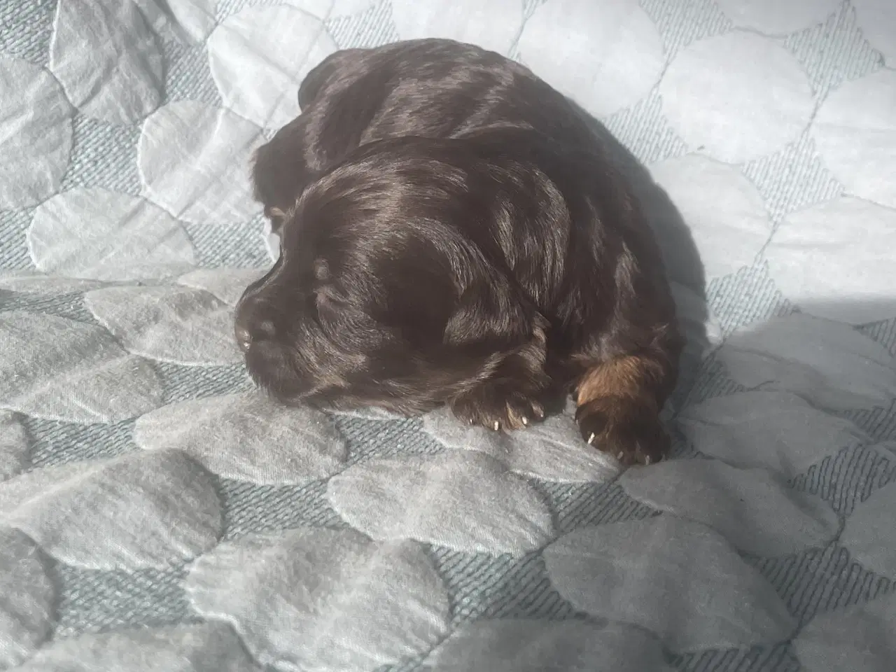 Billede 6 - Chokolade og sorte Bichon Havanais hvalpe