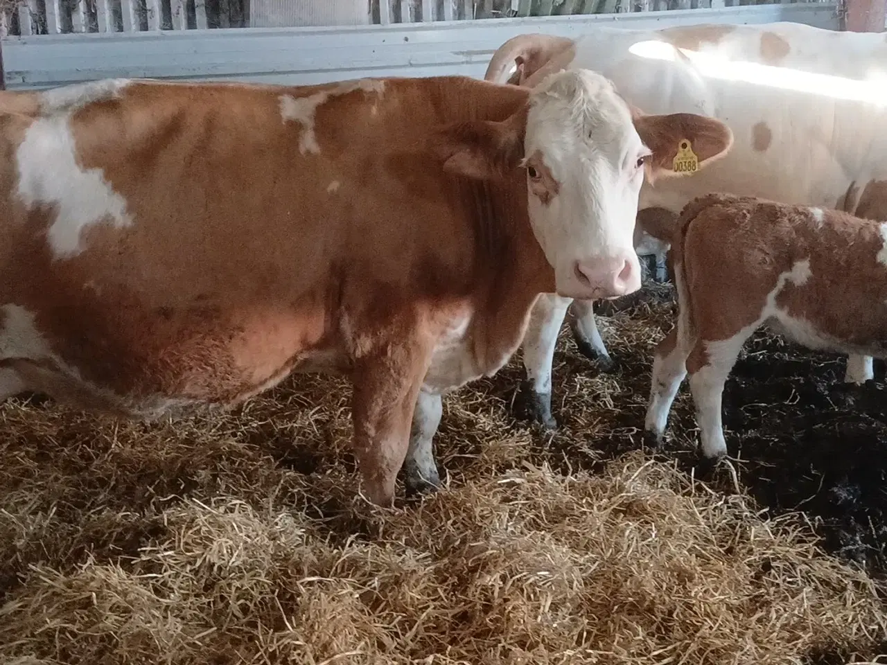 Billede 1 - 2 simmentaler køer med kalve 