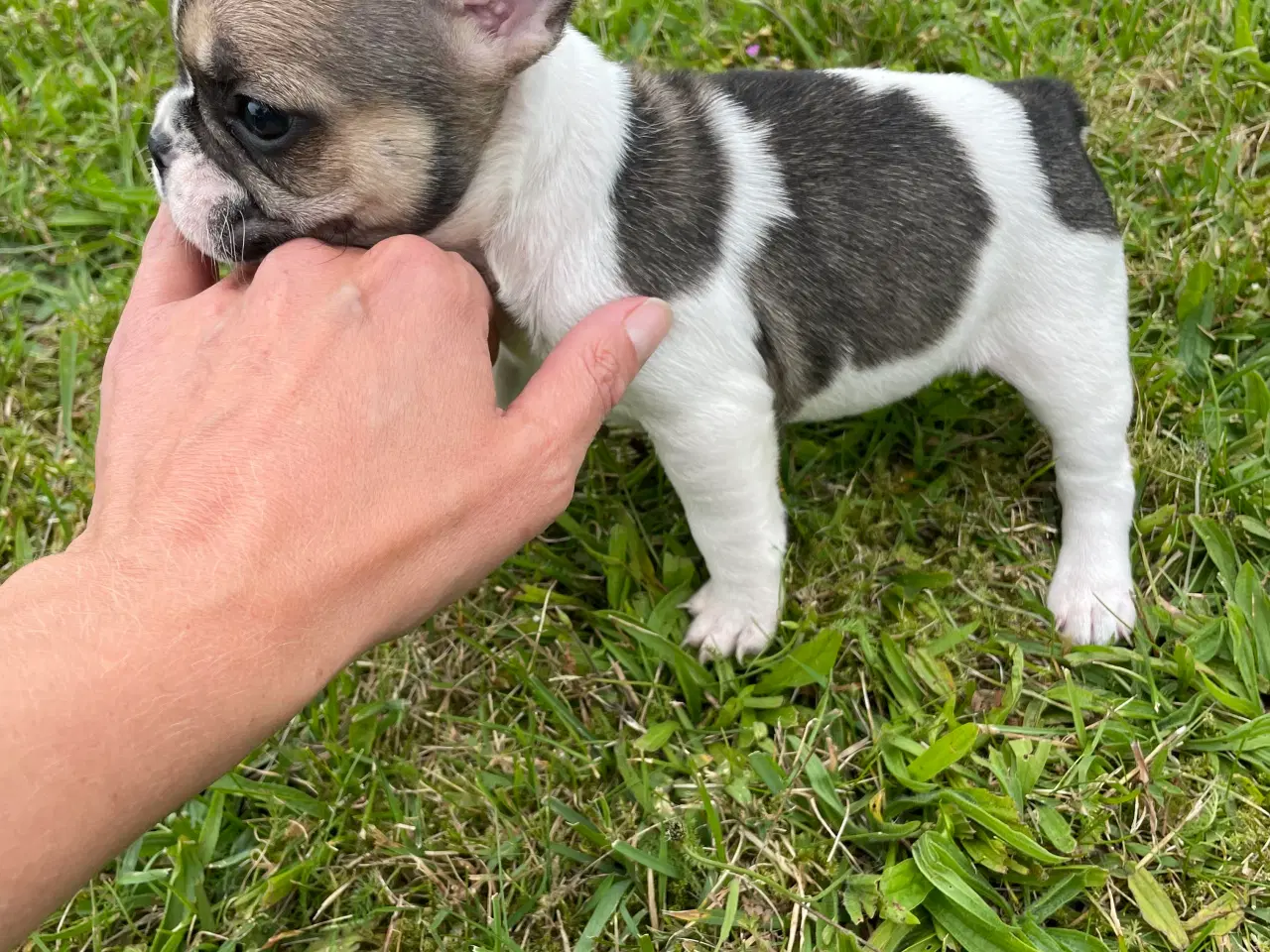 Billede 10 - Franske bulldog hvalpe