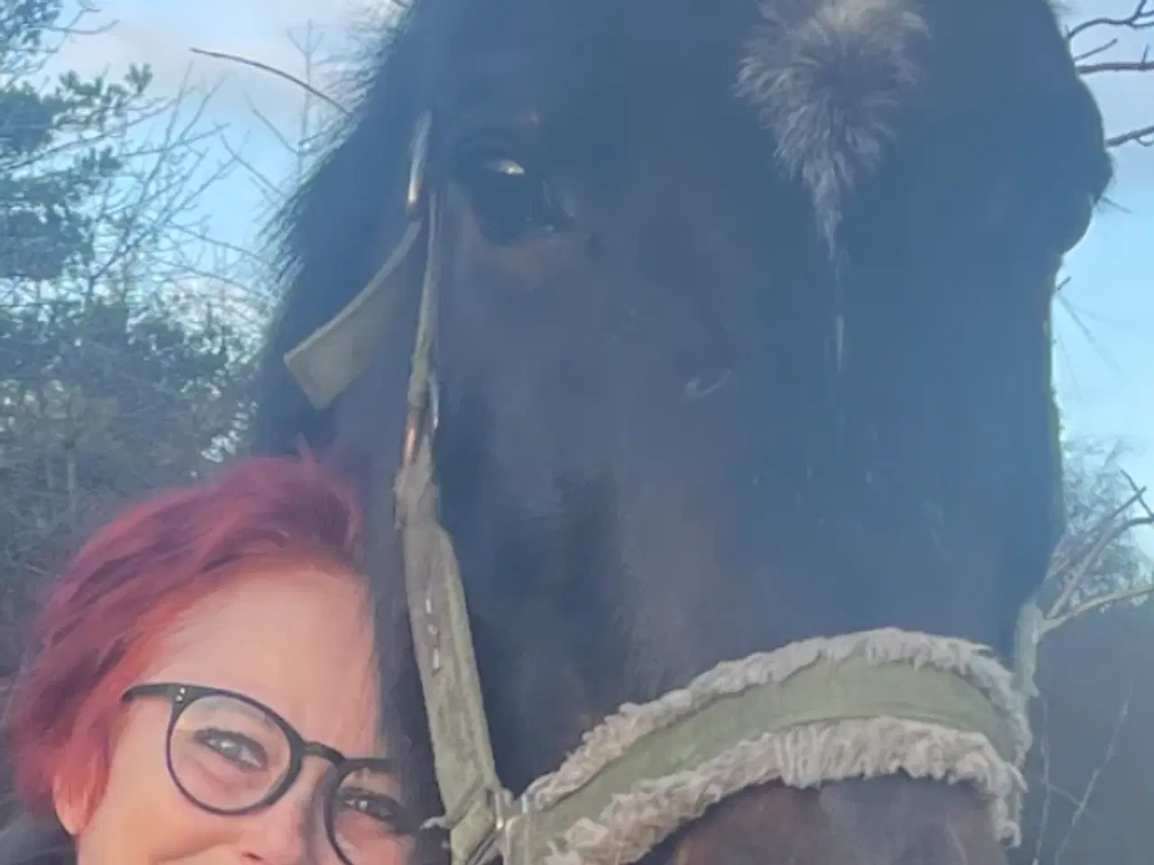 Billede 3 - Opstaldning i jeberg 