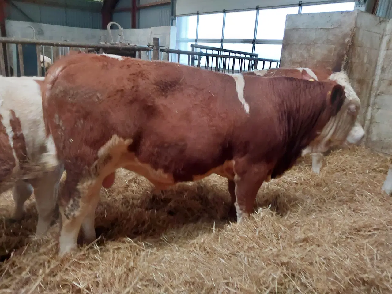 Billede 2 - Simmentaler tyr