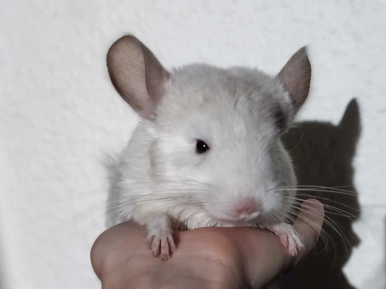 Billede 3 - Tam Chinchilla unge ❤️