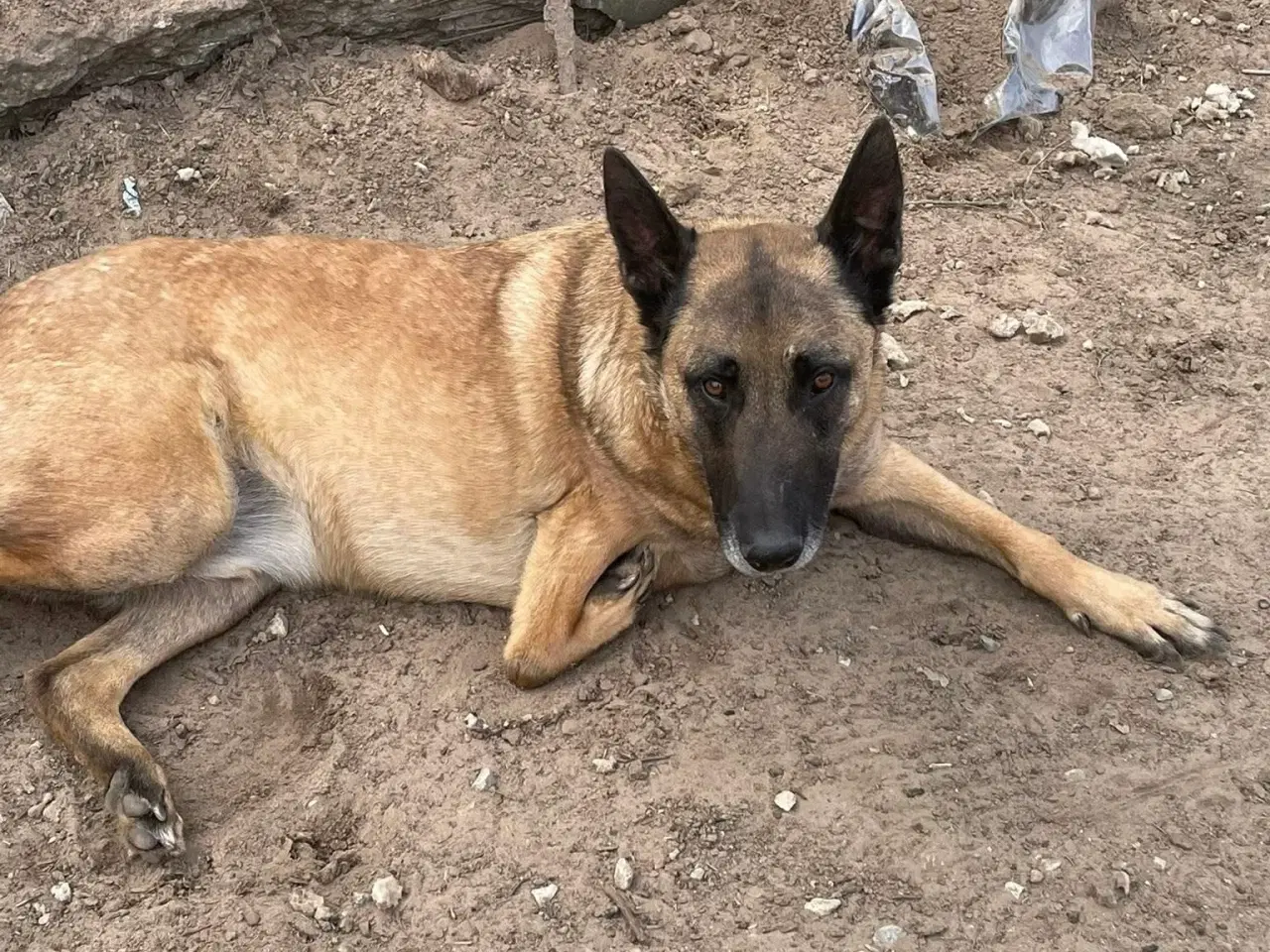 Billede 1 - Jackson søger sin egen familie❤️