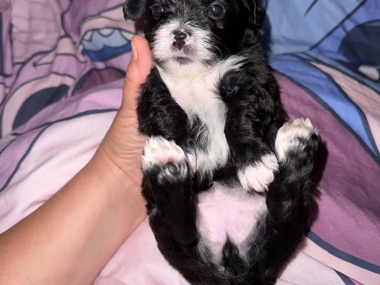 Billede 3 - Ægte bichon  havanais.