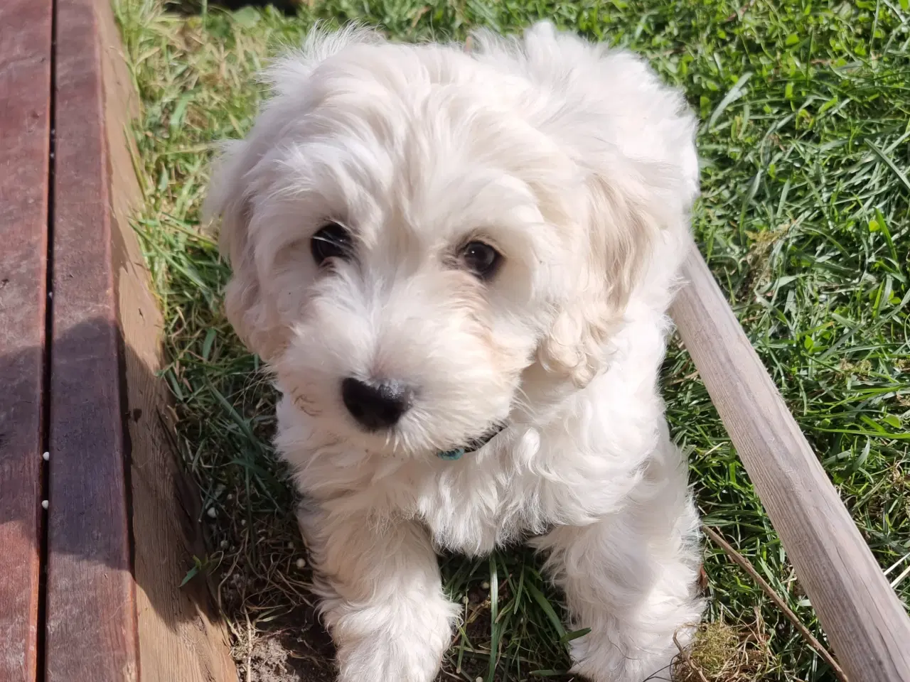 Billede 6 - Maltipoo hvalpe 