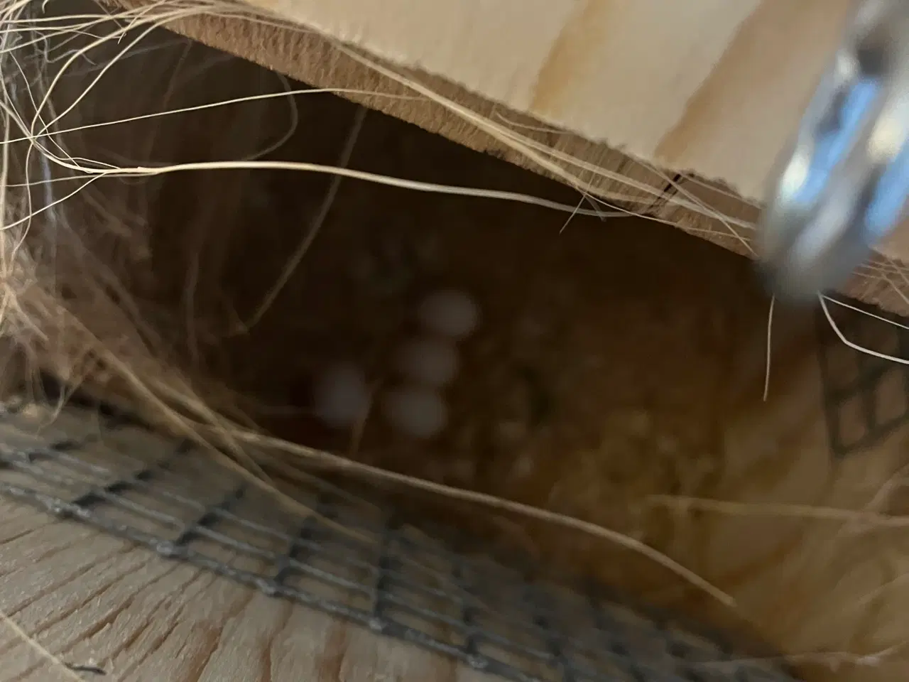 Billede 6 - Alexandra parakit