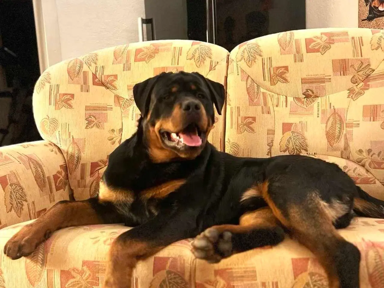 Billede 9 - Rottweiler han 
