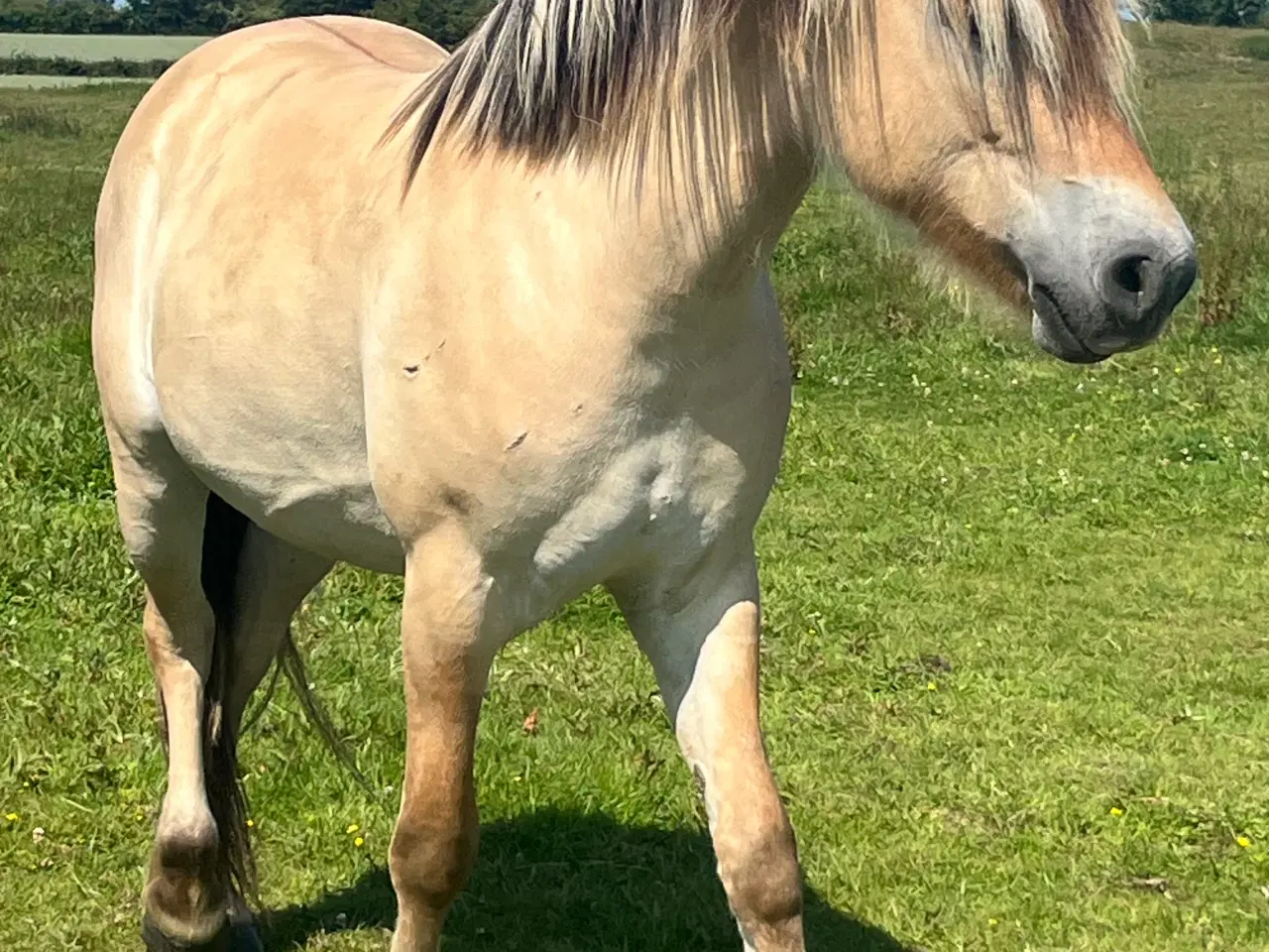 Billede 3 - 4 års fjordhest