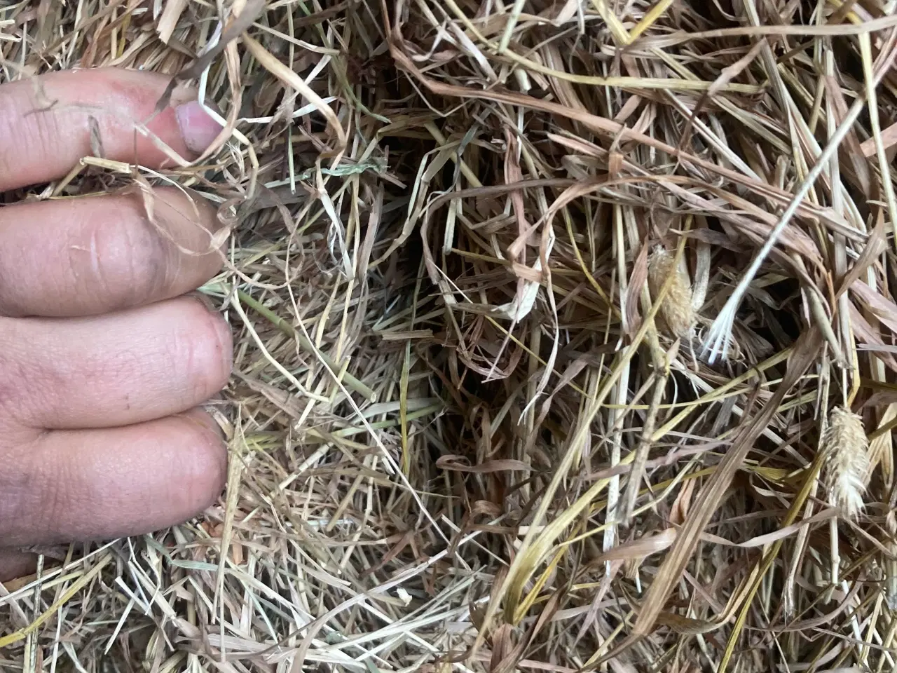 Billede 1 - Godt tørt hø sælges