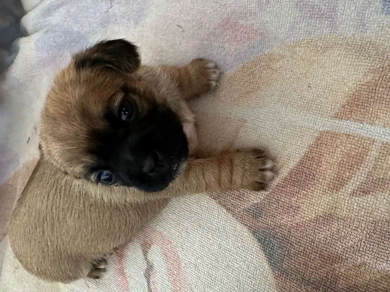 Billede 3 - Shih tzu blandinger 