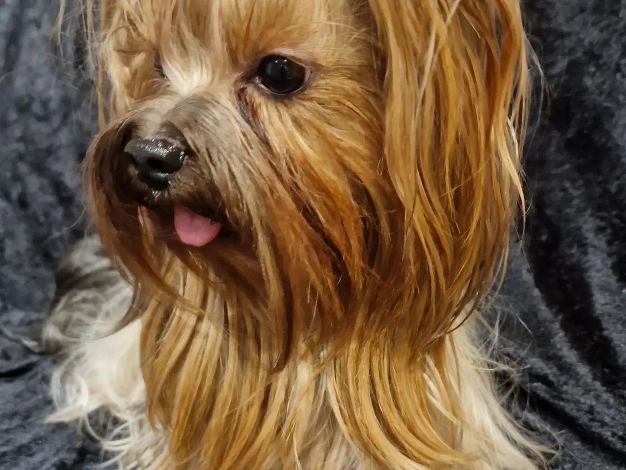 Billede 7 - Smuk Yorkshire terrier hanhund  tilbydes til avl!