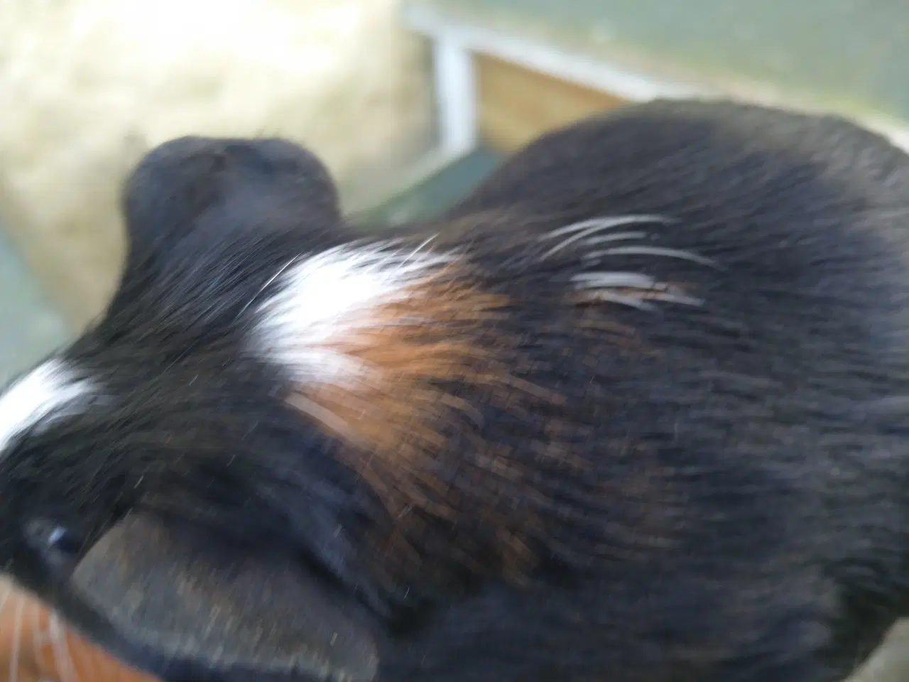 Billede 3 - 2 søstre i et køb 