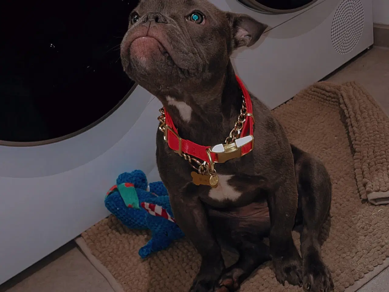 Billede 1 - American Bully micro