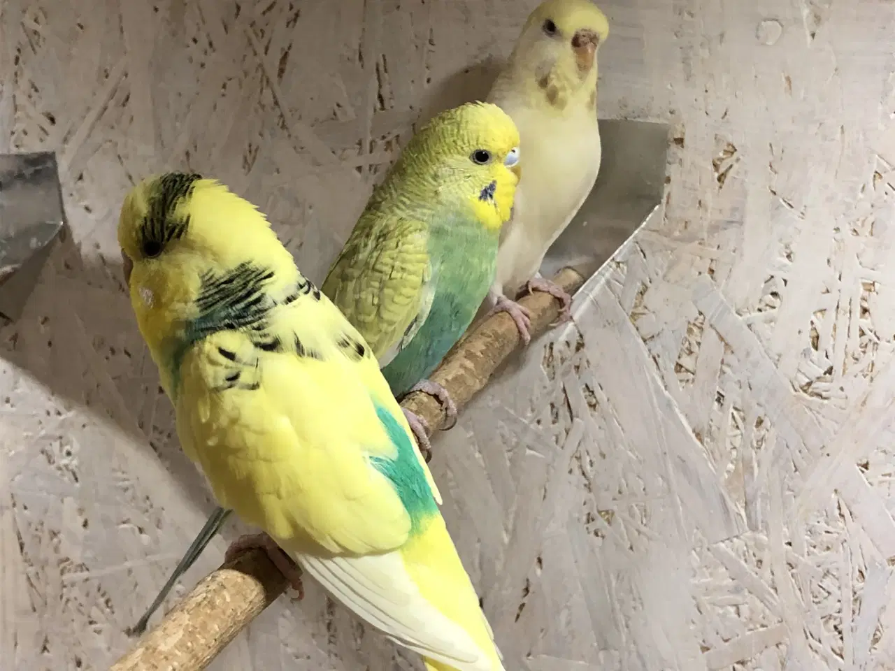 Billede 1 - Undulater