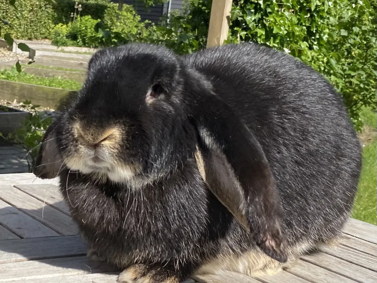 Billede 1 - AVLSKLAR FRANSK VÆDDER HUN SORT OTTER