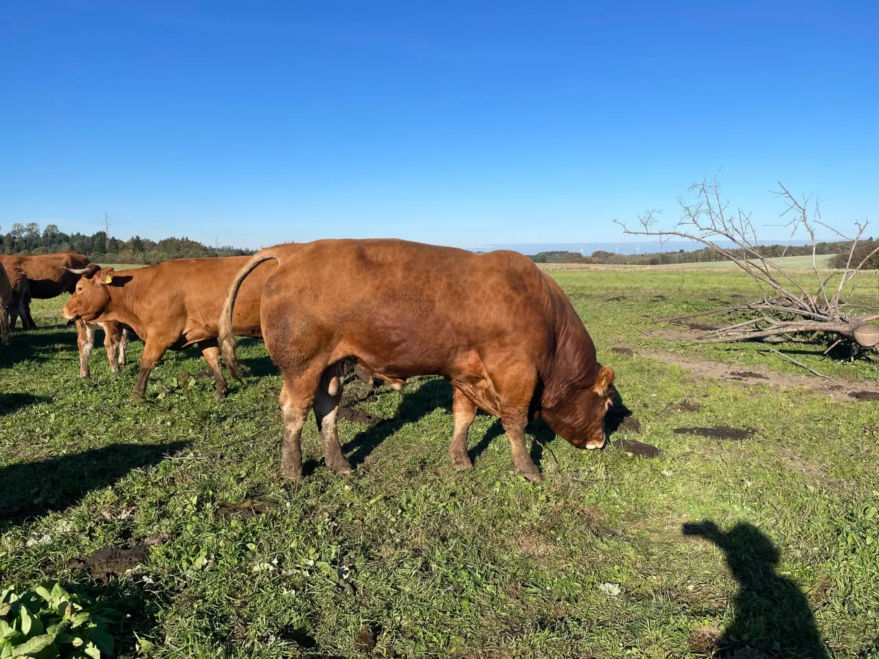 Billede 4 - 10 Limousine tyr- og kviekalve