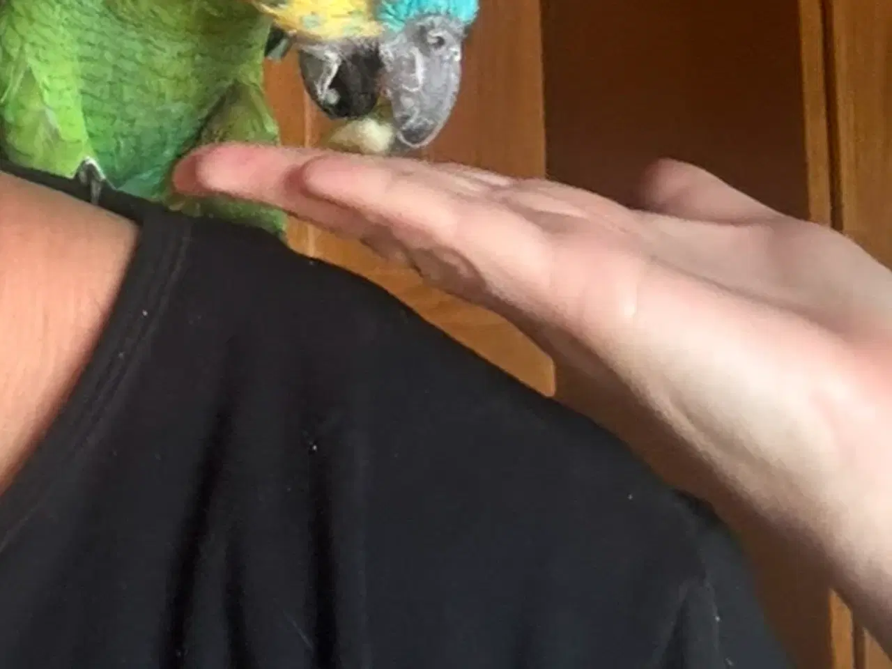 Billede 2 - Blåpandet papegøje 🦜 