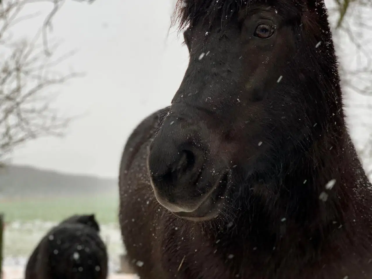 Billede 2 - Islænder + shetlandspony (reserveret) 