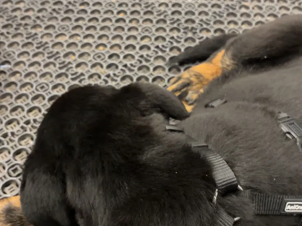 Billede 3 - Rottweiler / schæfer blanding