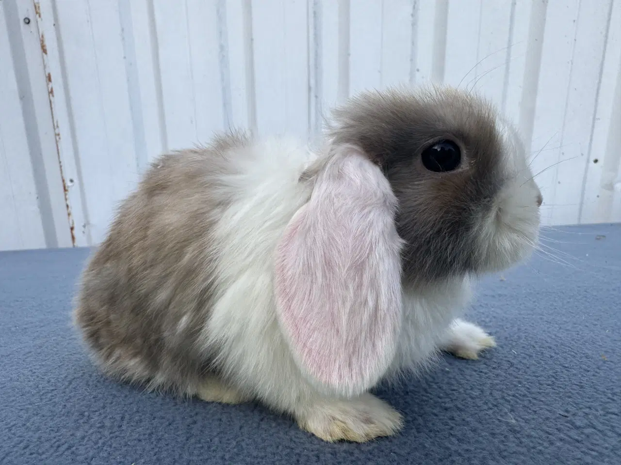 Billede 4 - Dværgvædder/Mini lop hunkanin