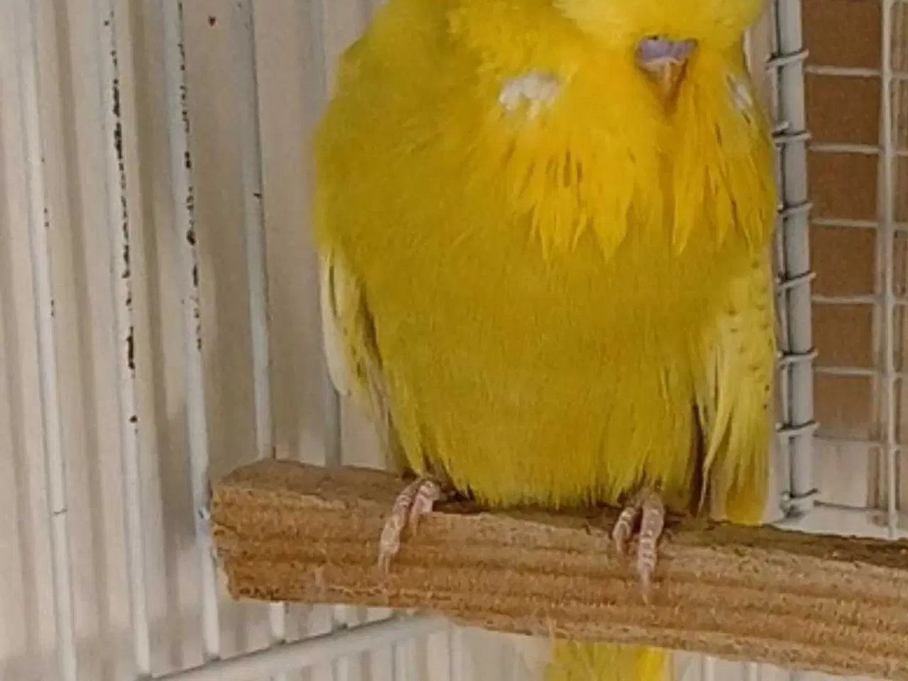 Billede 2 - Engelsk undulat han 