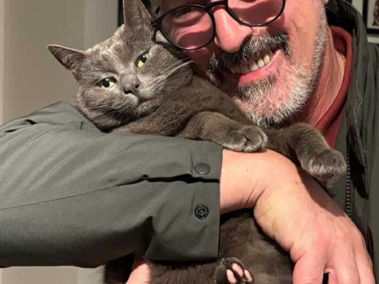 Billede 4 - Russian Blue hunkat