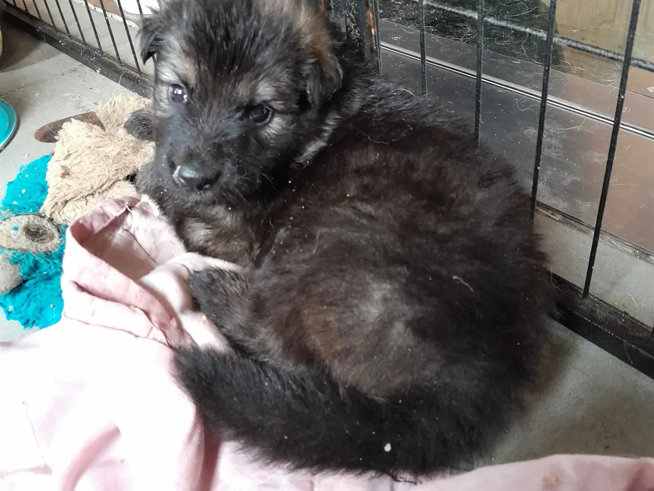 Billede 1 - Schæfer hvalpe 