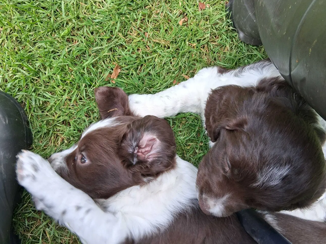 Billede 2 - Springer spaniel hvalpe 